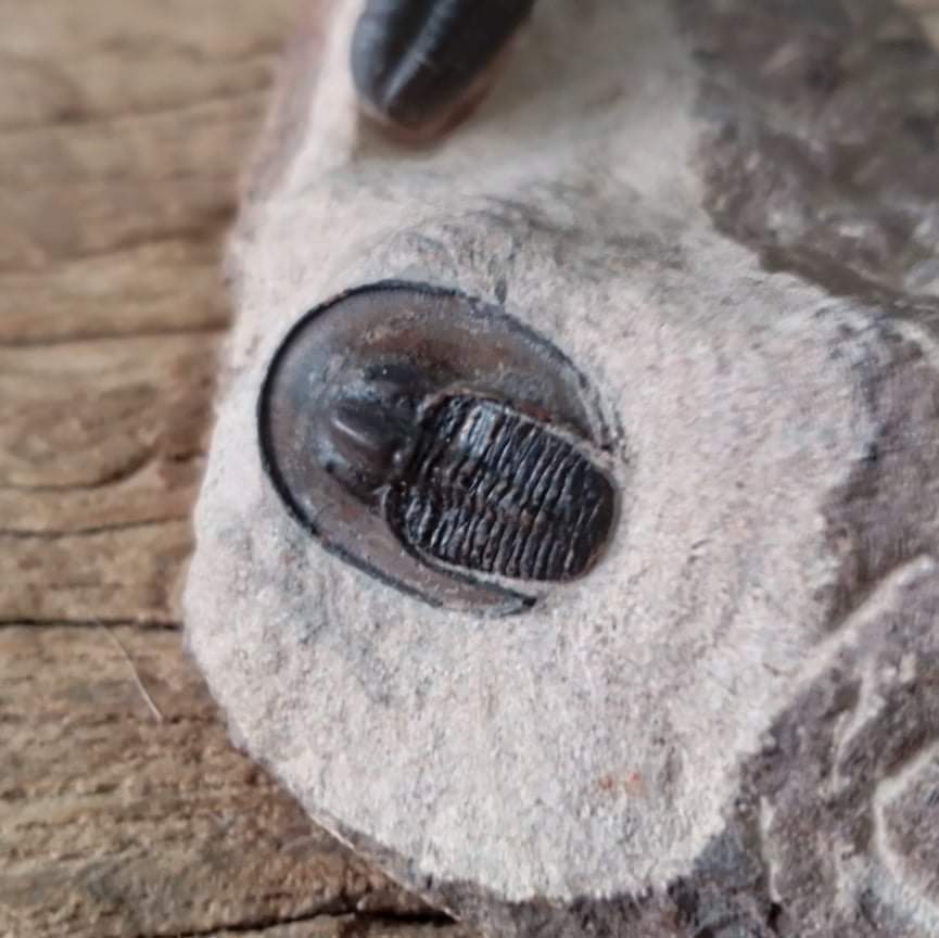 Harpes trilobite fossil - Lost archives store - product_name_for_sale - product_name_for_sale_australia - category_name