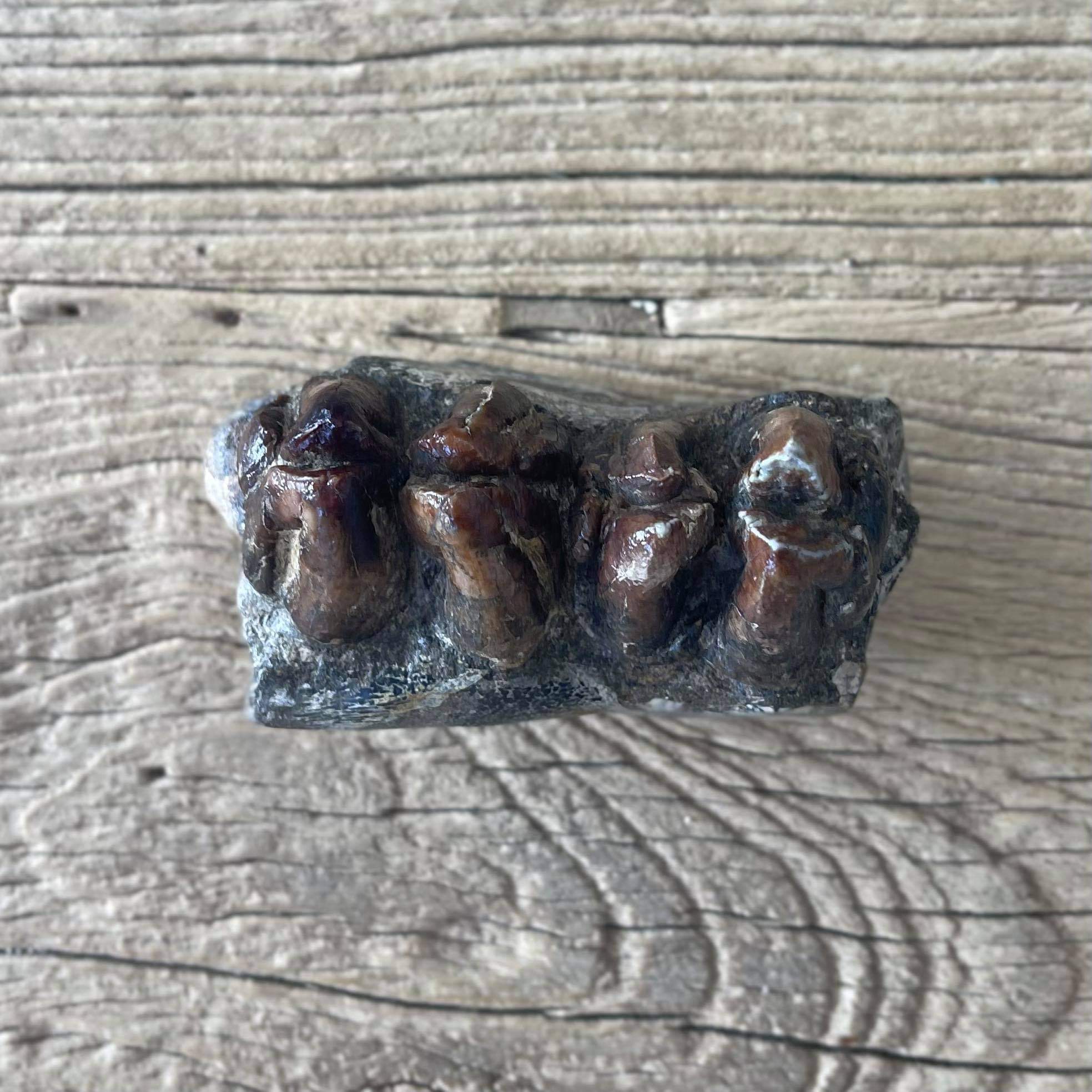 Hipppotamus tooth fossil - Lost archives store - product_name_for_sale - product_name_for_sale_australia - category_name