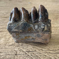 Hipppotamus tooth fossil - Lost archives store - product_name_for_sale - product_name_for_sale_australia - category_name