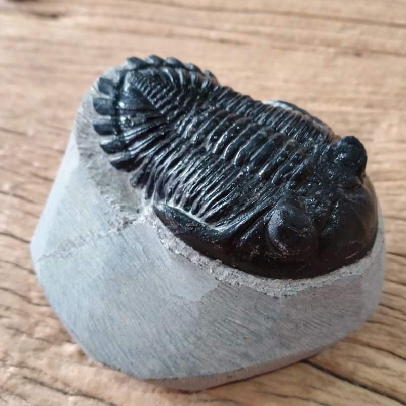 Hollardops Trilobite fossil - Lost archives store - product_name_for_sale - product_name_for_sale_australia - category_name