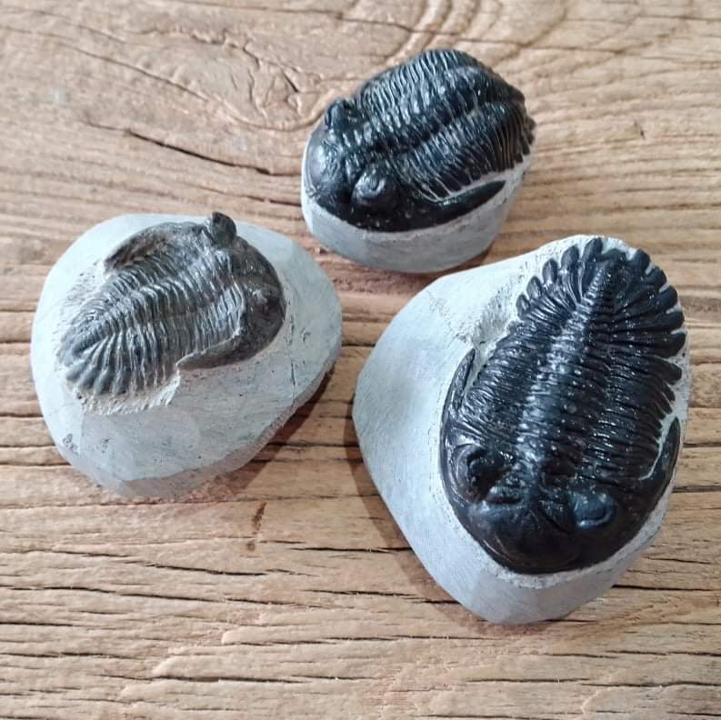 Hollardops Trilobite fossil - Lost archives store - product_name_for_sale - product_name_for_sale_australia - category_name