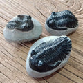 Hollardops Trilobite fossil - Lost archives store - product_name_for_sale - product_name_for_sale_australia - category_name