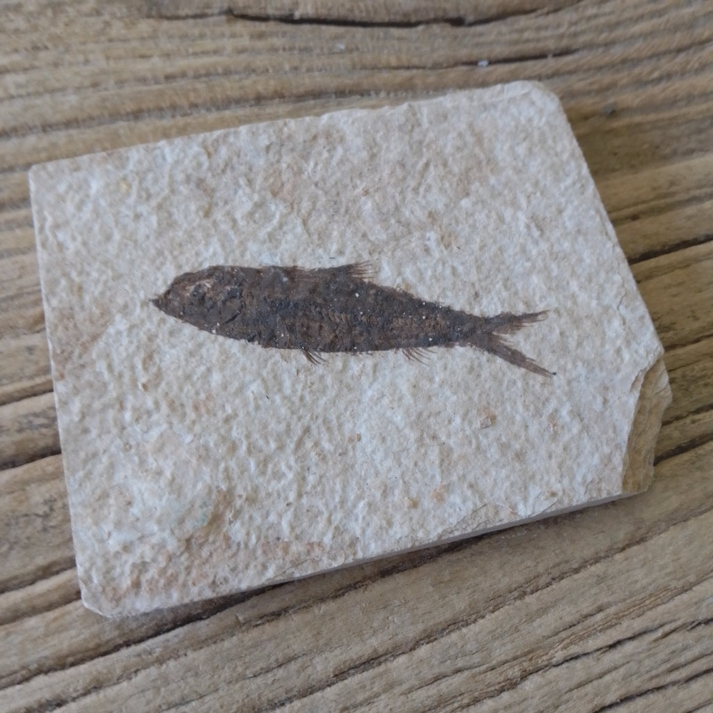 Knightia Alta fossil - Lost archives store - product_name_for_sale - product_name_for_sale_australia - category_name