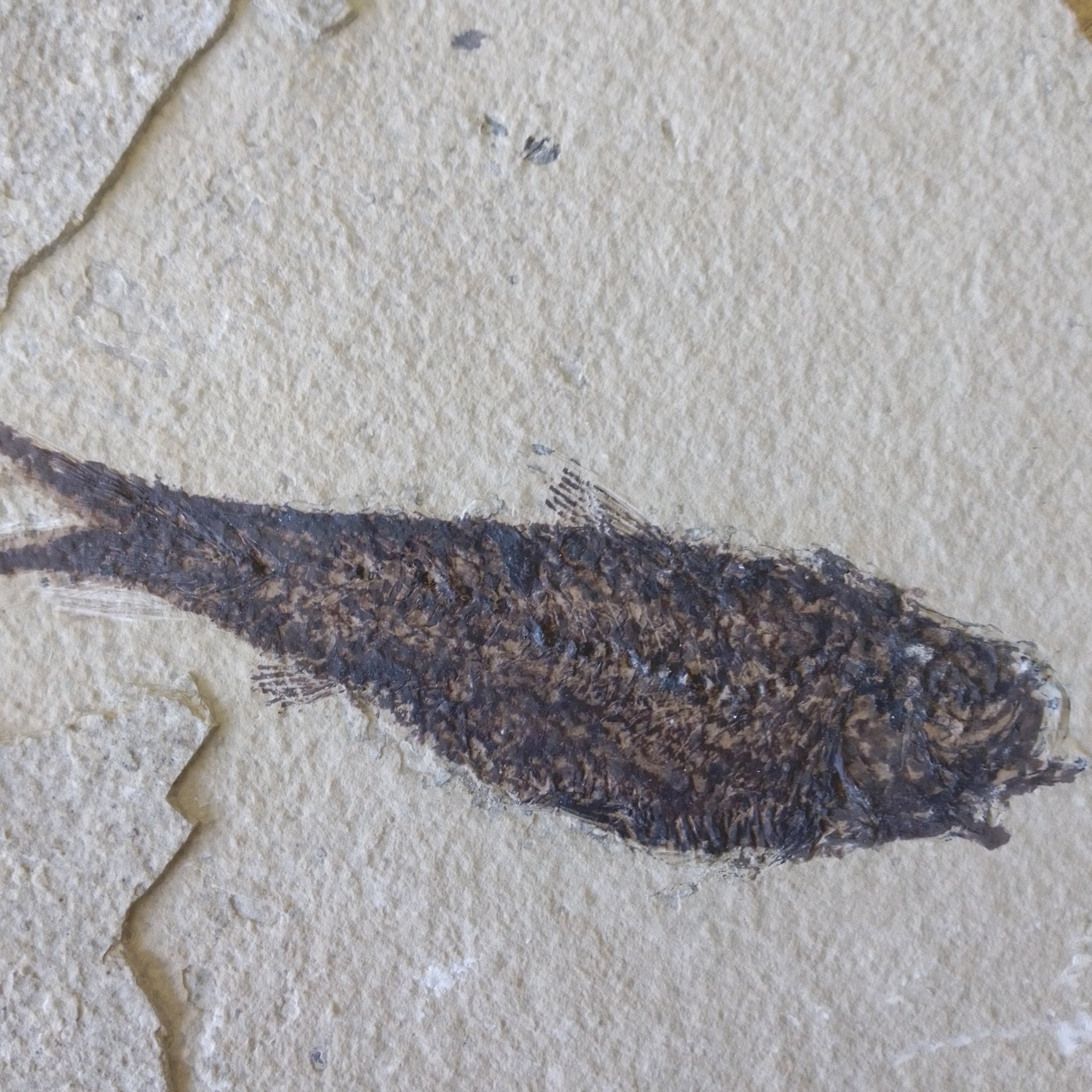 Knightia alta fossil - Lost archives store - product_name_for_sale - product_name_for_sale_australia - category_name