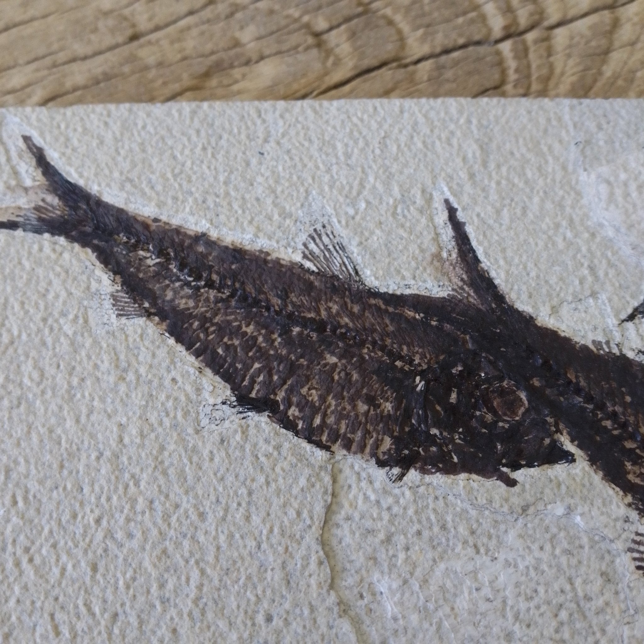 Knightia Alta fossil - Lost archives store - product_name_for_sale - product_name_for_sale_australia - category_name