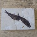 Knightia Alta fossil - Lost archives store - product_name_for_sale - product_name_for_sale_australia - category_name