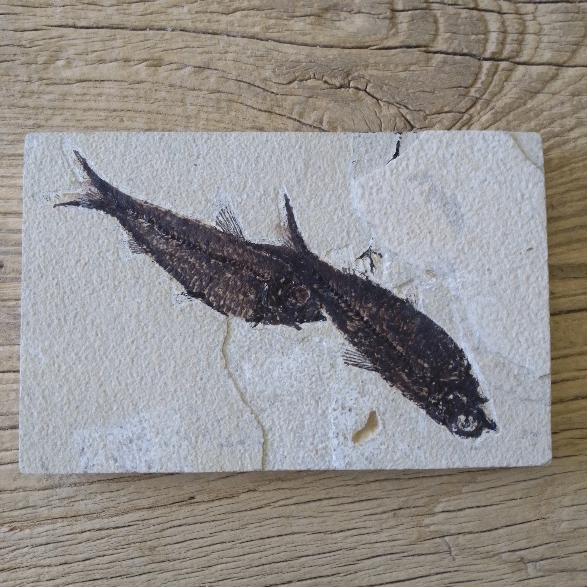 Knightia Alta fossil - Lost archives store - product_name_for_sale - product_name_for_sale_australia - category_name
