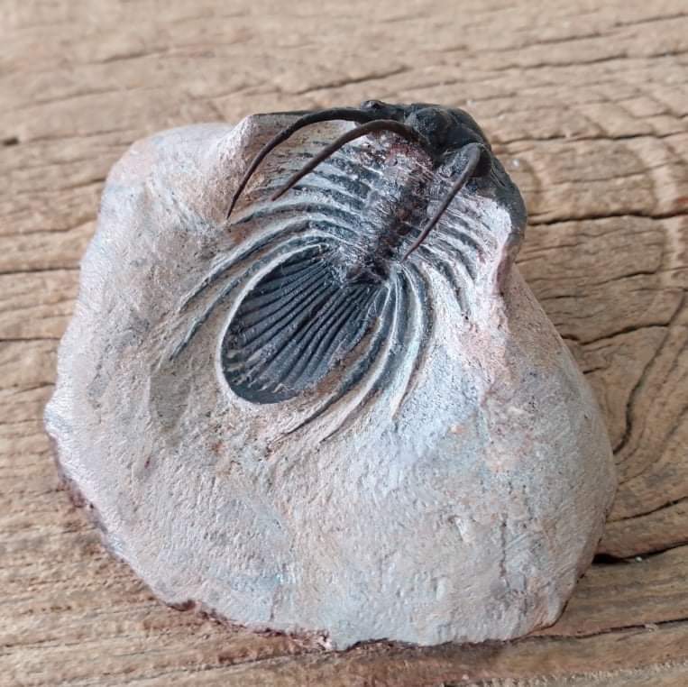 Kolihapeltis Trilobite fossil - Lost archives store - product_name_for_sale - product_name_for_sale_australia - category_name