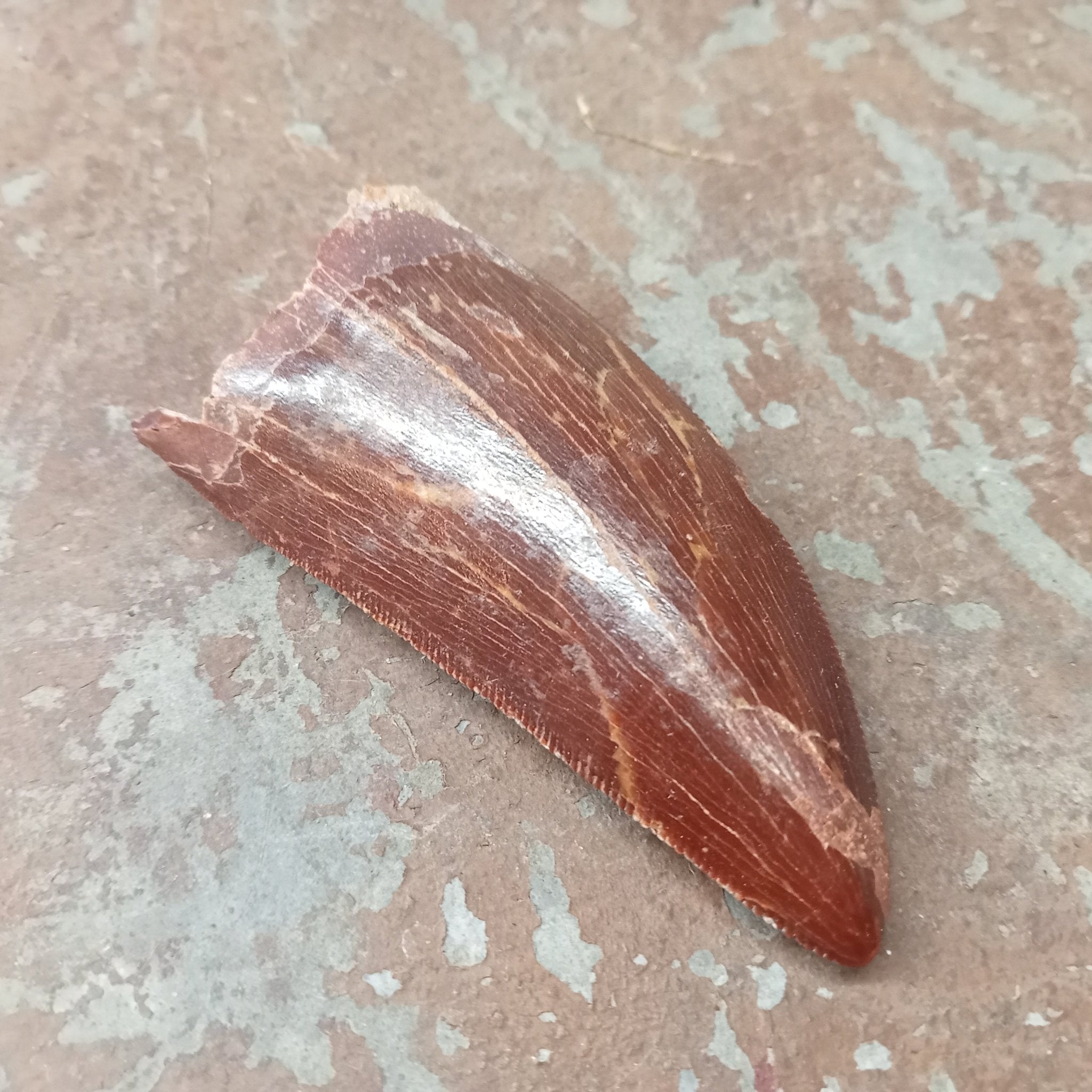 Large Carcharodontosaurus tooth - Lost archives store - product_name_for_sale - product_name_for_sale_australia - category_name