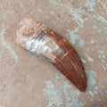 Large Carcharodontosaurus tooth - Lost archives store - product_name_for_sale - product_name_for_sale_australia - category_name