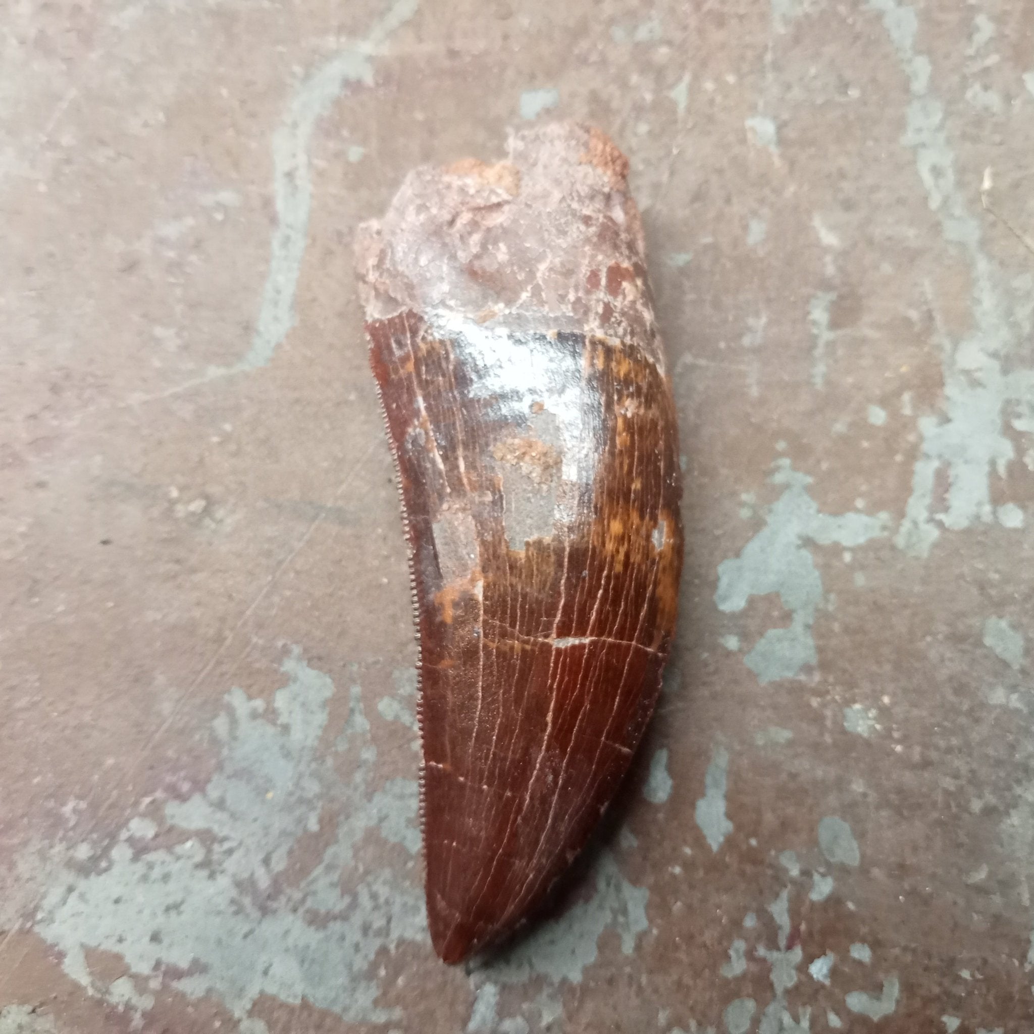 Large Carcharodontosaurus tooth - Lost archives store - product_name_for_sale - product_name_for_sale_australia - category_name