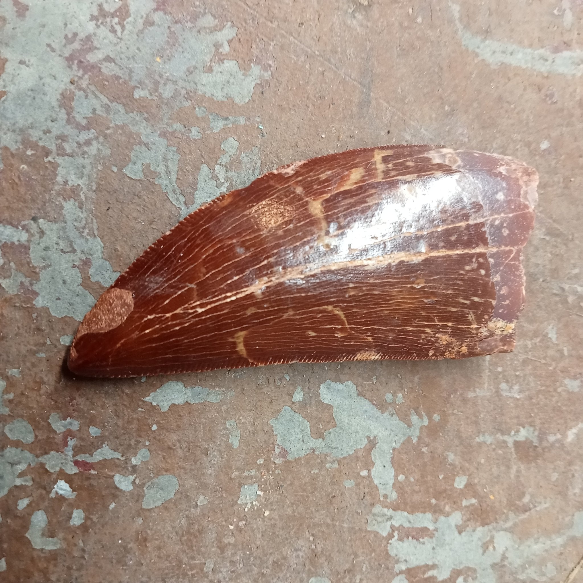 Large Carcharodontosaurus tooth - Lost archives store - product_name_for_sale - product_name_for_sale_australia - category_name