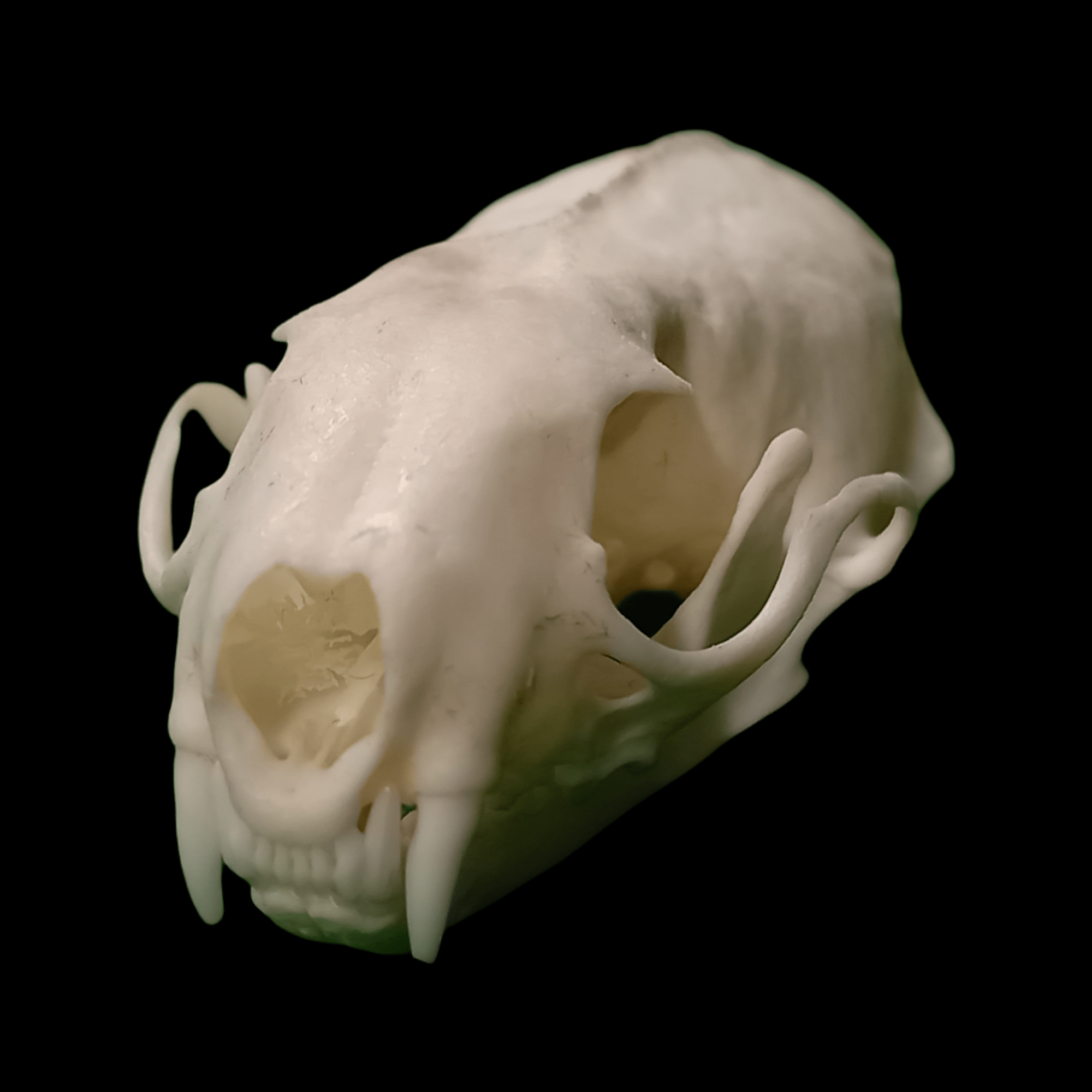 Long Tailed weasel skull - Lost archives store - product_name_for_sale - product_name_for_sale_australia - category_name