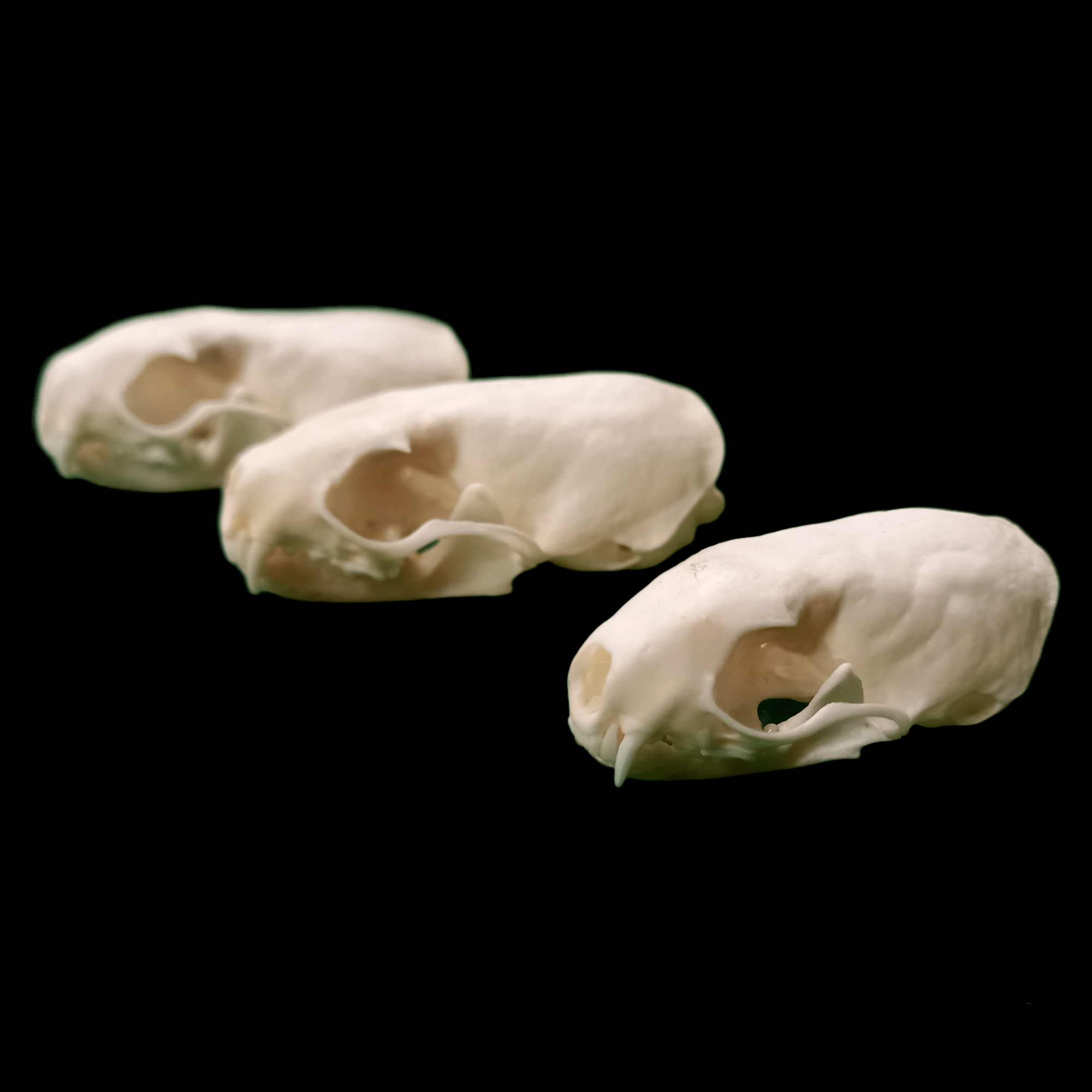 Long Tailed weasel skull - Lost archives store - product_name_for_sale - product_name_for_sale_australia - category_name