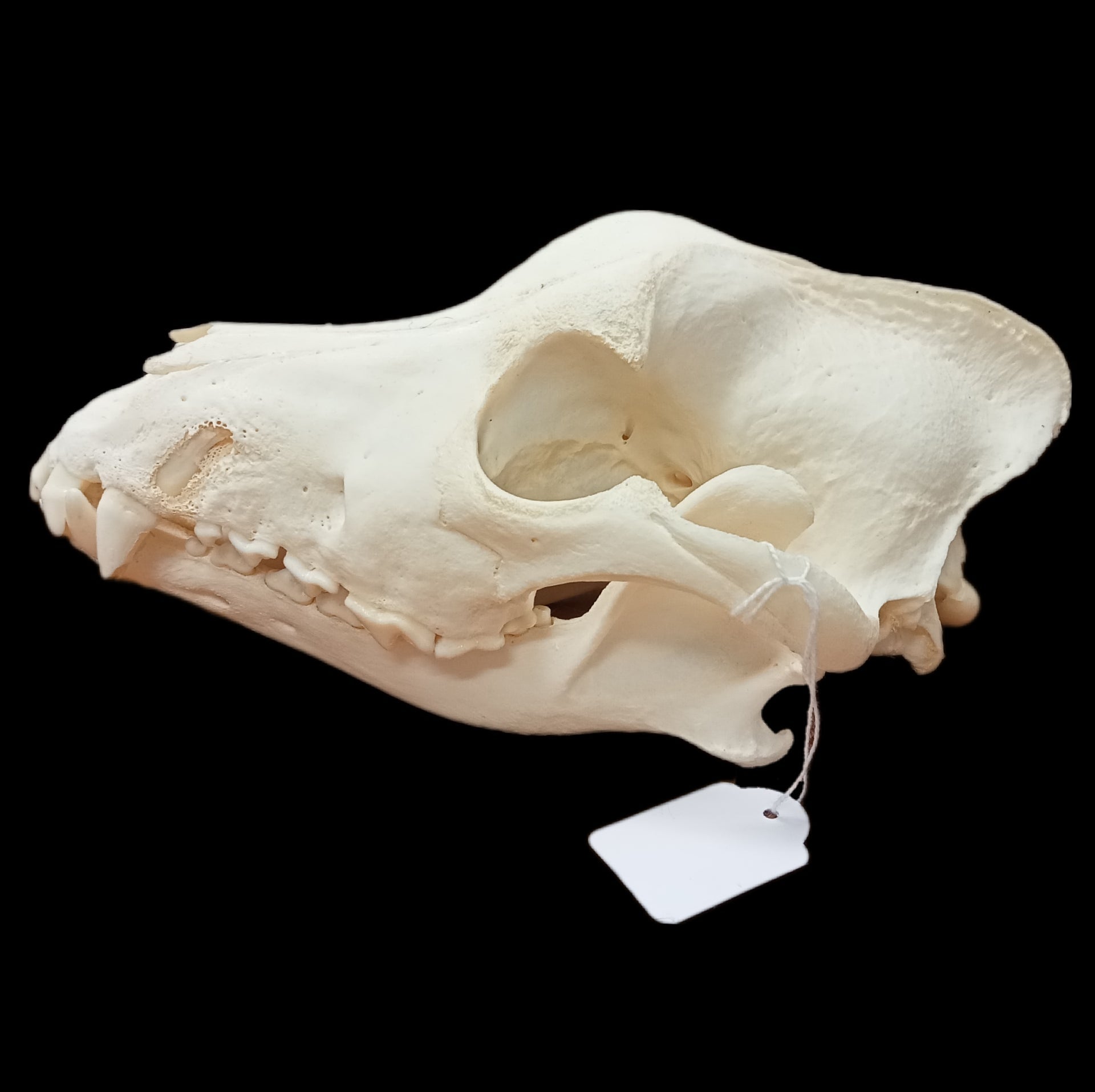 Malamute skull - Lost archives store - product_name_for_sale - product_name_for_sale_australia - category_name