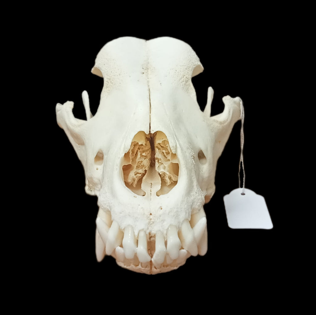 Malamute skull - Lost archives store - product_name_for_sale - product_name_for_sale_australia - category_name