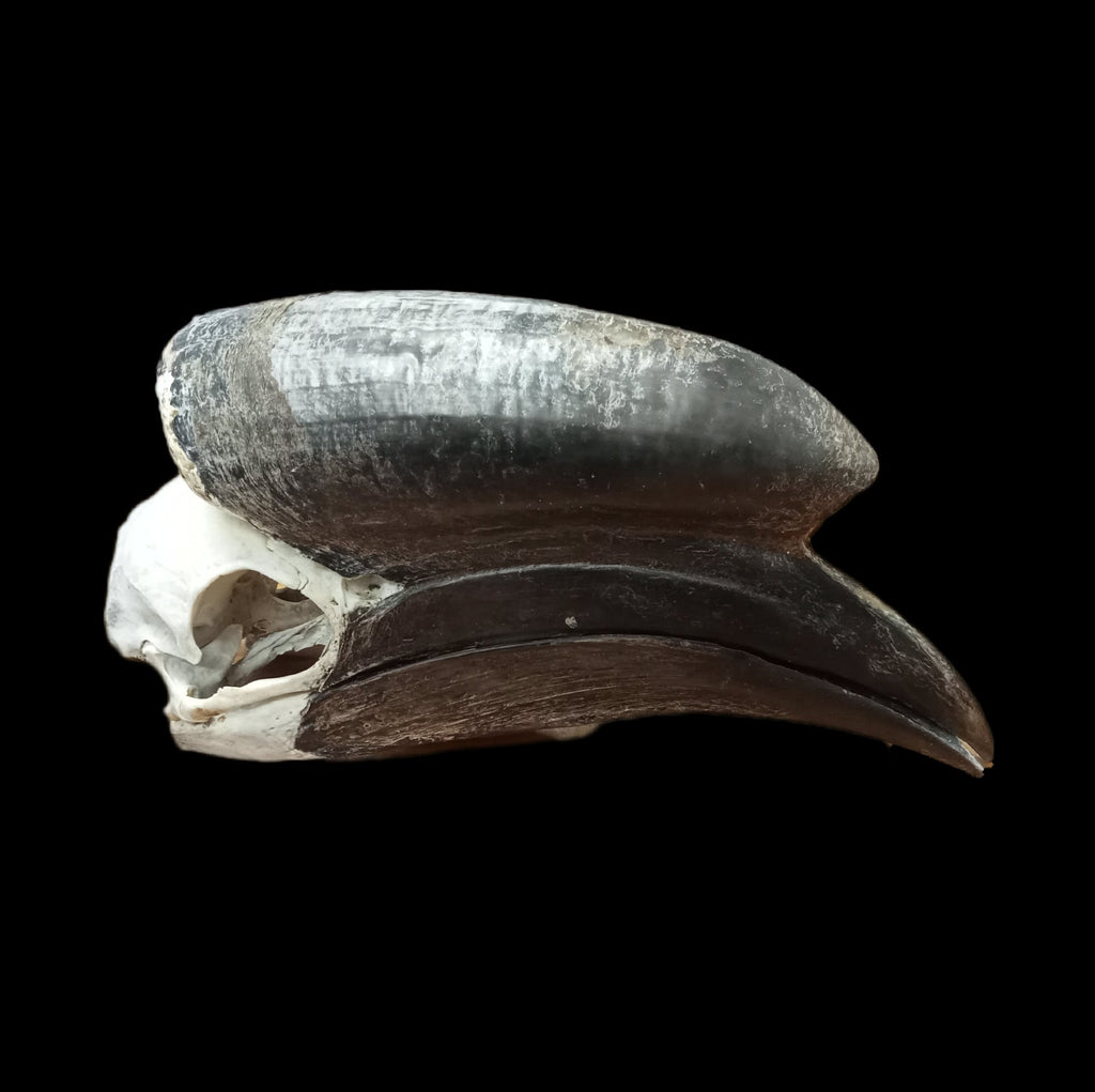 Male Black Casqued Hornbill skull - Lost archives store - product_name_for_sale - product_name_for_sale_australia - category_name