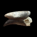 Male Black Casqued Hornbill skull - Lost archives store - product_name_for_sale - product_name_for_sale_australia - category_name