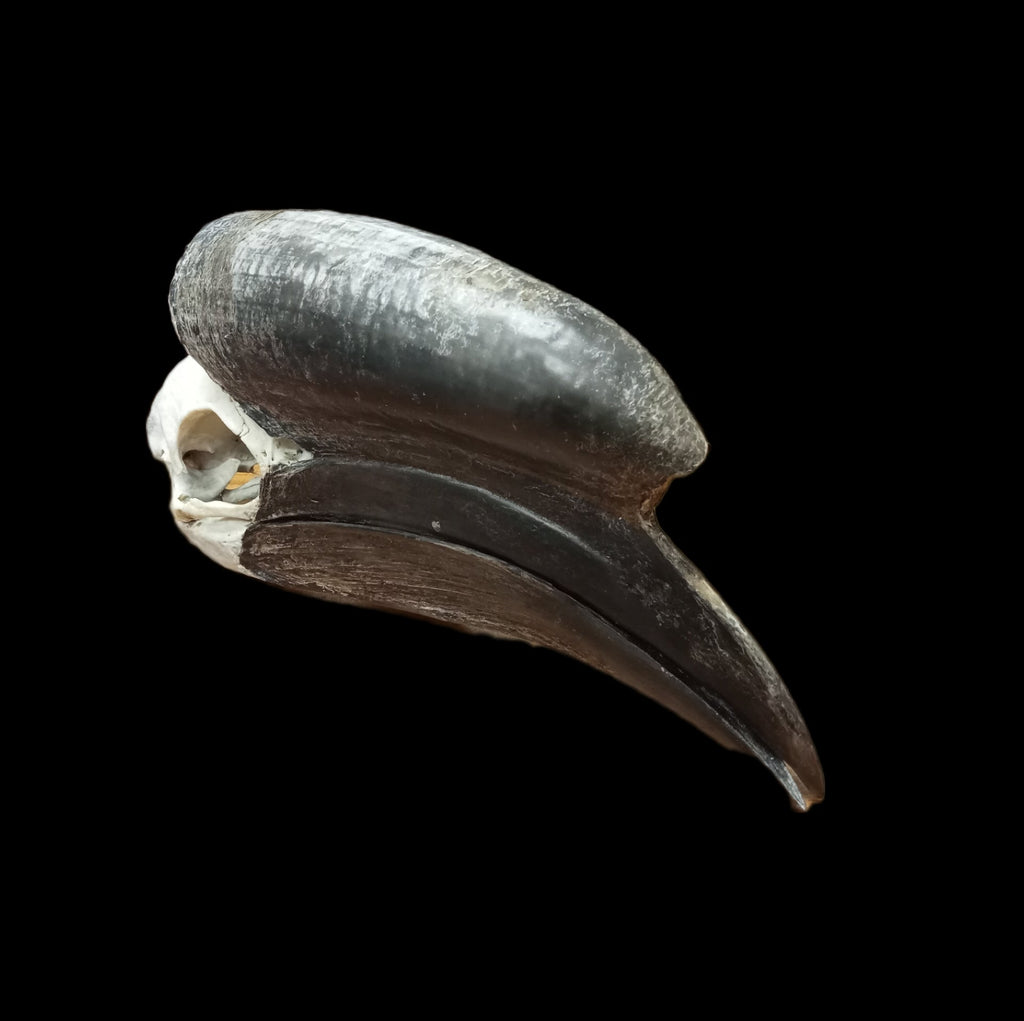 Male Black Casqued Hornbill skull - Lost archives store - product_name_for_sale - product_name_for_sale_australia - category_name