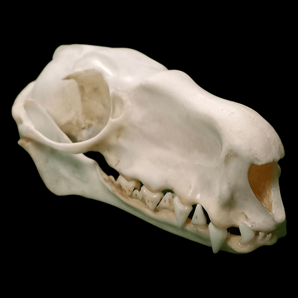 Male Hammerhead bat skull - Lost archives store - product_name_for_sale - product_name_for_sale_australia - category_name