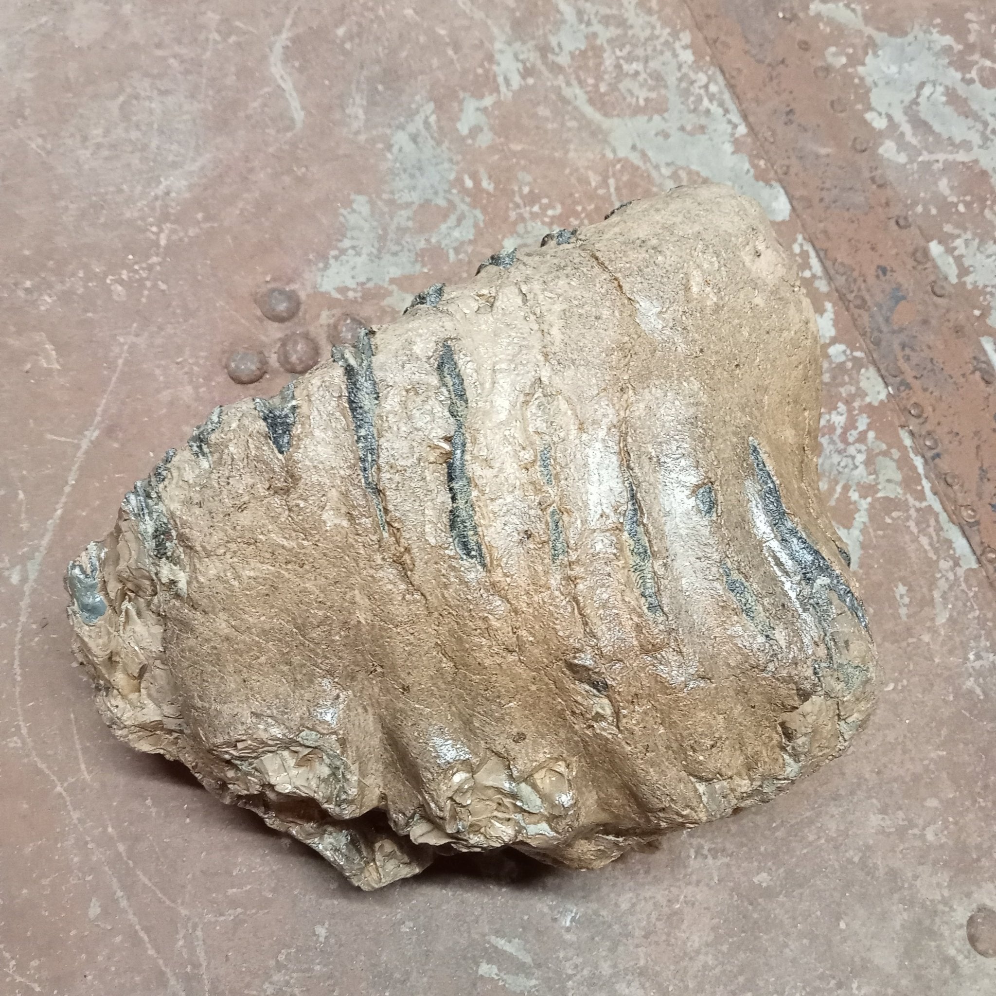 Mammuthus tooth - Lost archives store - product_name_for_sale - product_name_for_sale_australia - category_name