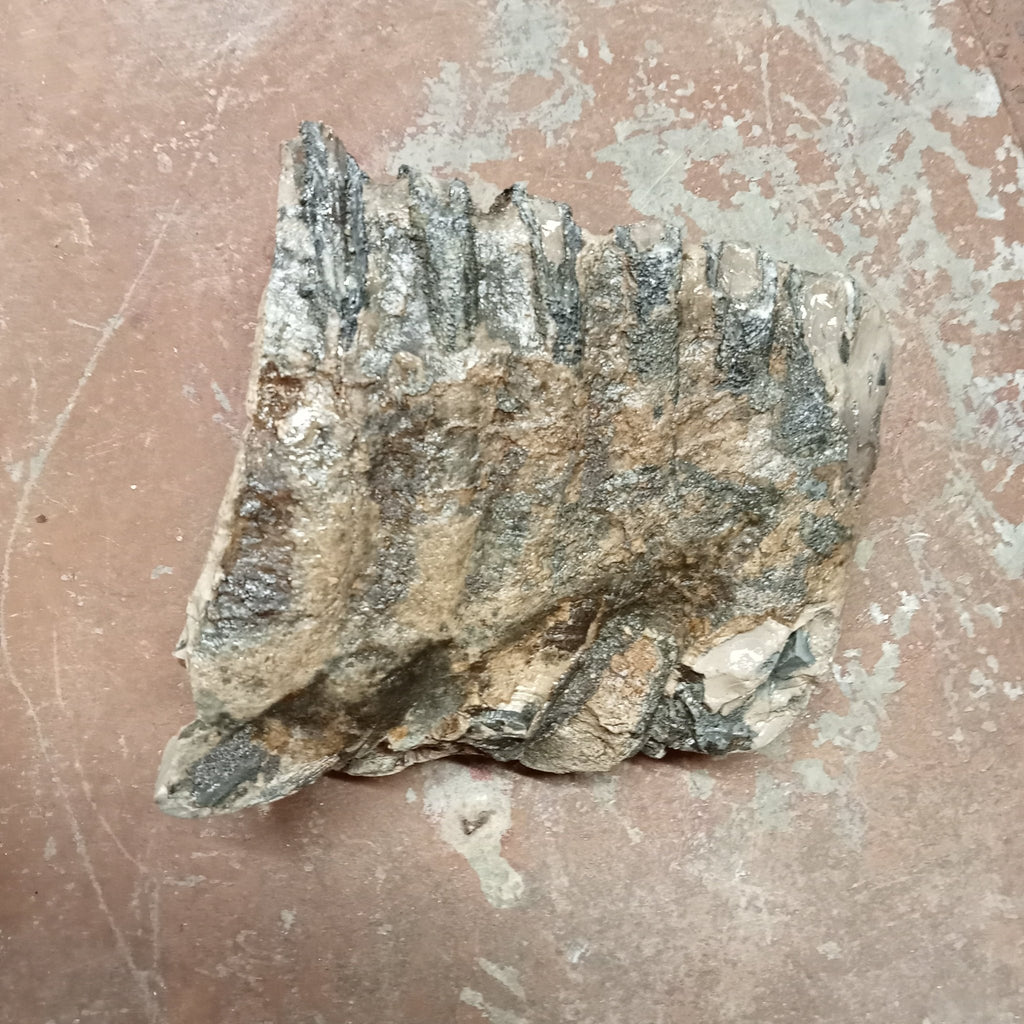 Mammuthus tooth - Lost archives store - product_name_for_sale - product_name_for_sale_australia - category_name