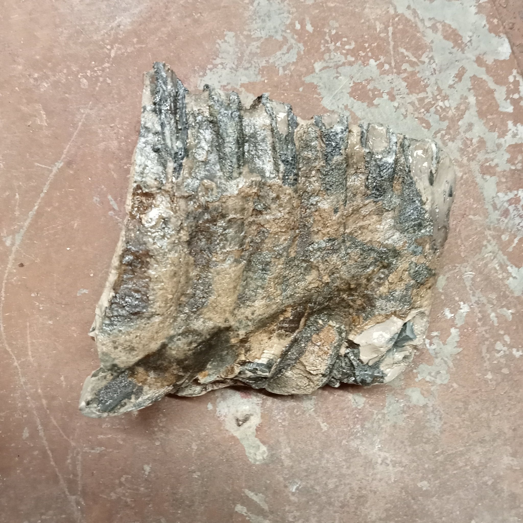 Mammuthus tooth - Lost archives store - product_name_for_sale - product_name_for_sale_australia - category_name