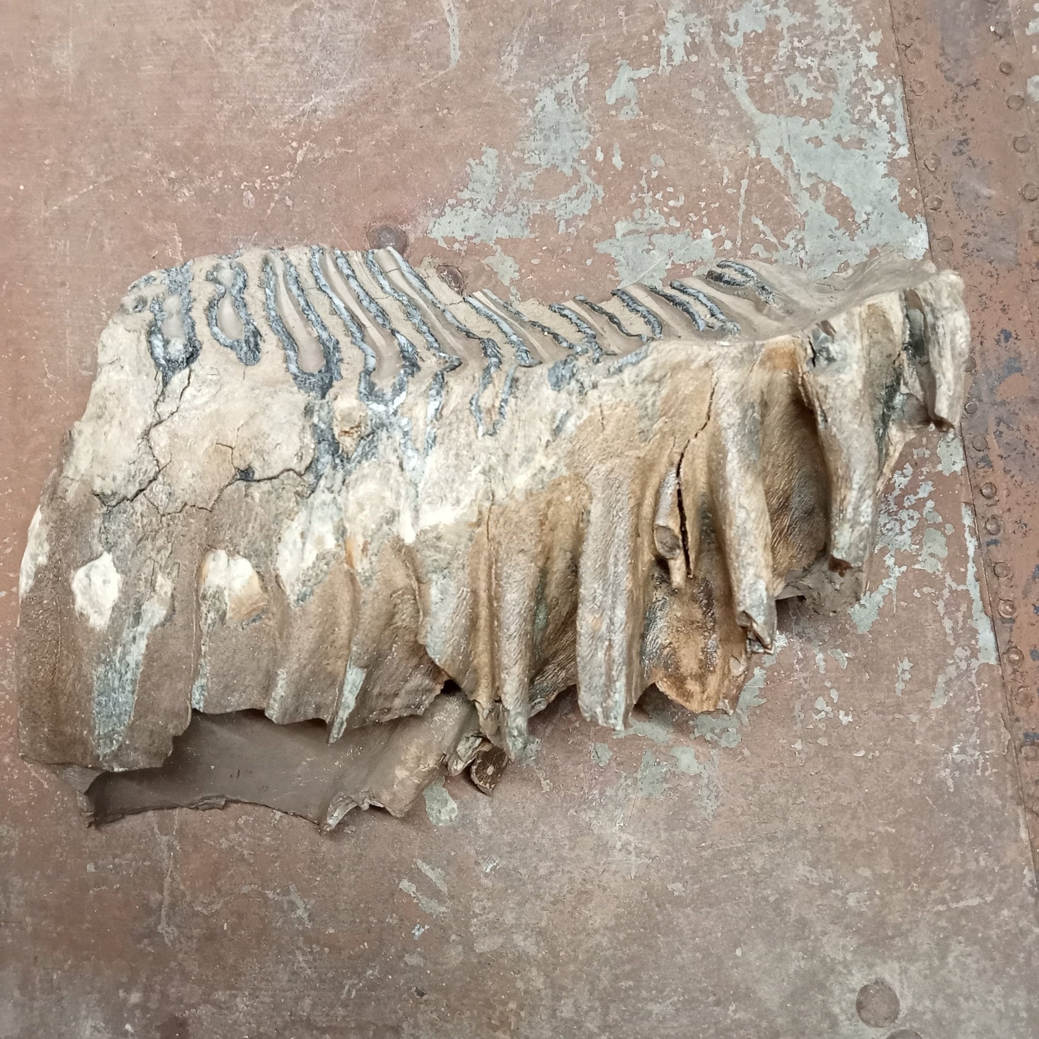 Mammuthus tooth - Lost archives store - product_name_for_sale - product_name_for_sale_australia - category_name