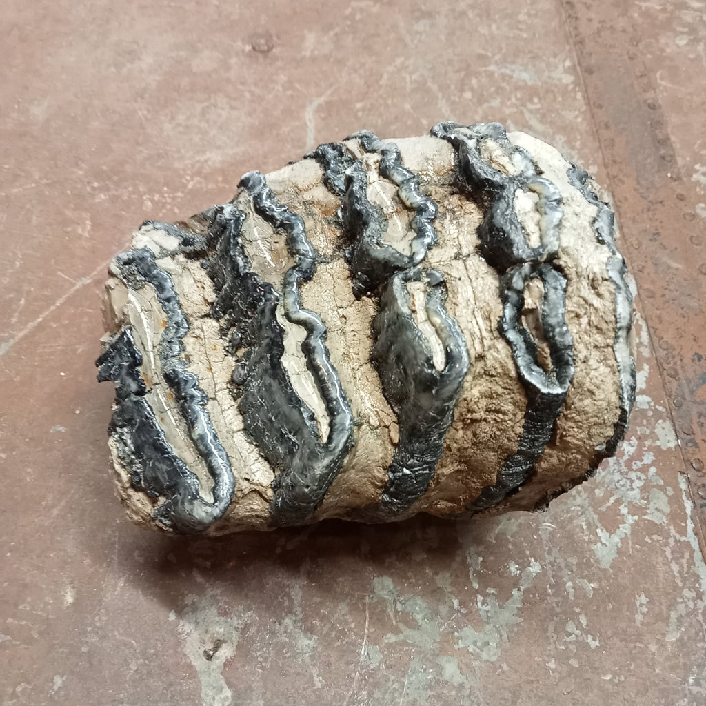 Mammuthus tooth - Lost archives store - product_name_for_sale - product_name_for_sale_australia - category_name