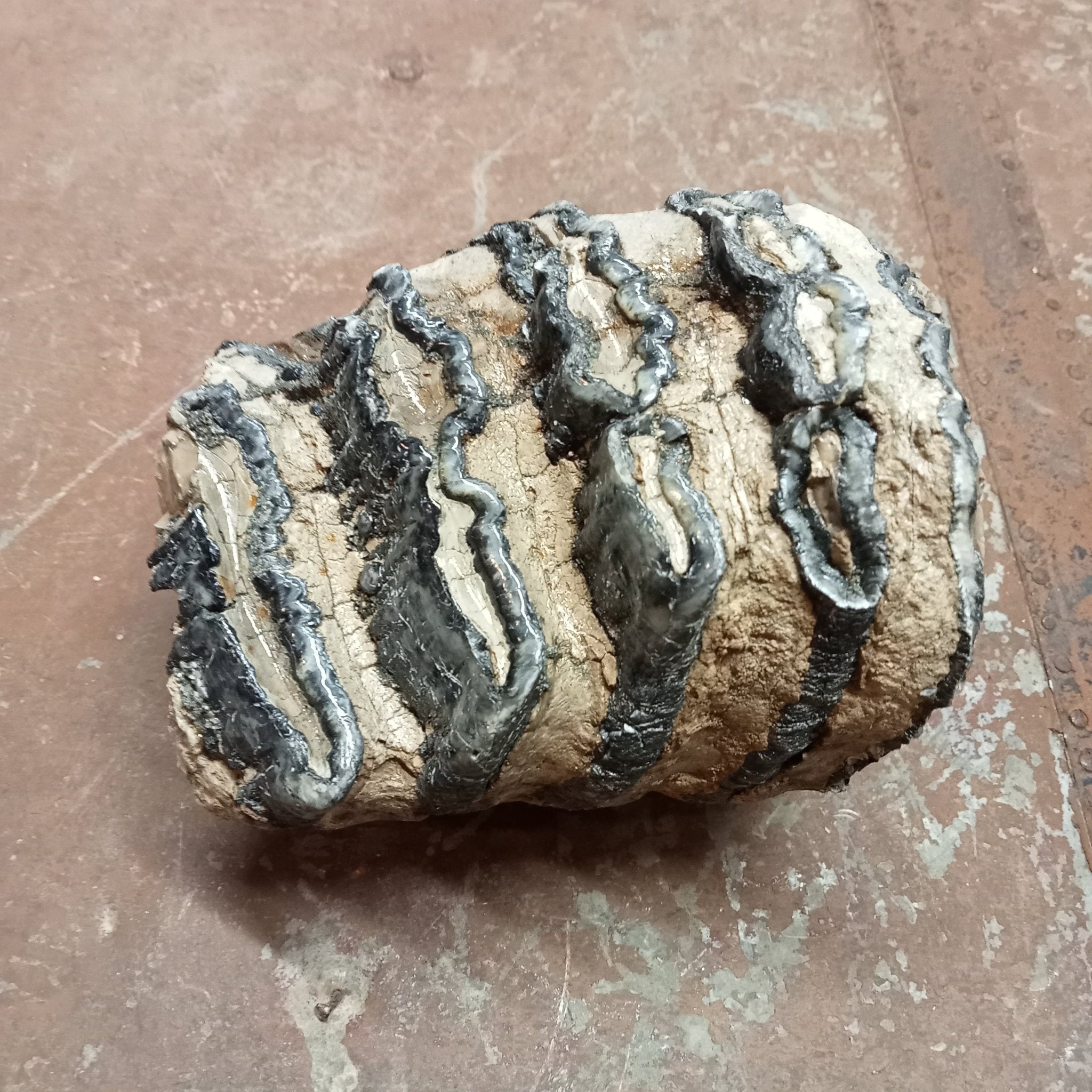 Mammuthus tooth - Lost archives store - product_name_for_sale - product_name_for_sale_australia - category_name