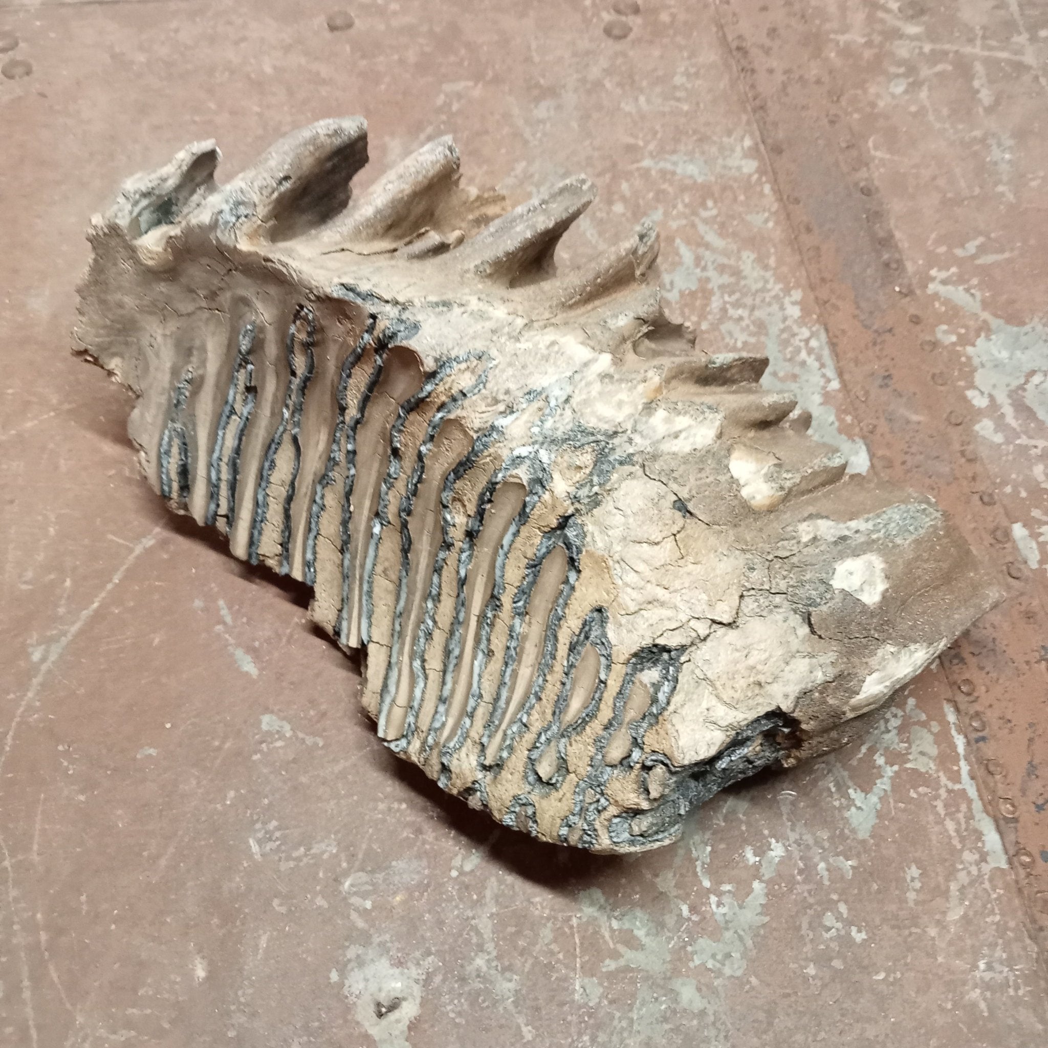 Mammuthus tooth - Lost archives store - product_name_for_sale - product_name_for_sale_australia - category_name