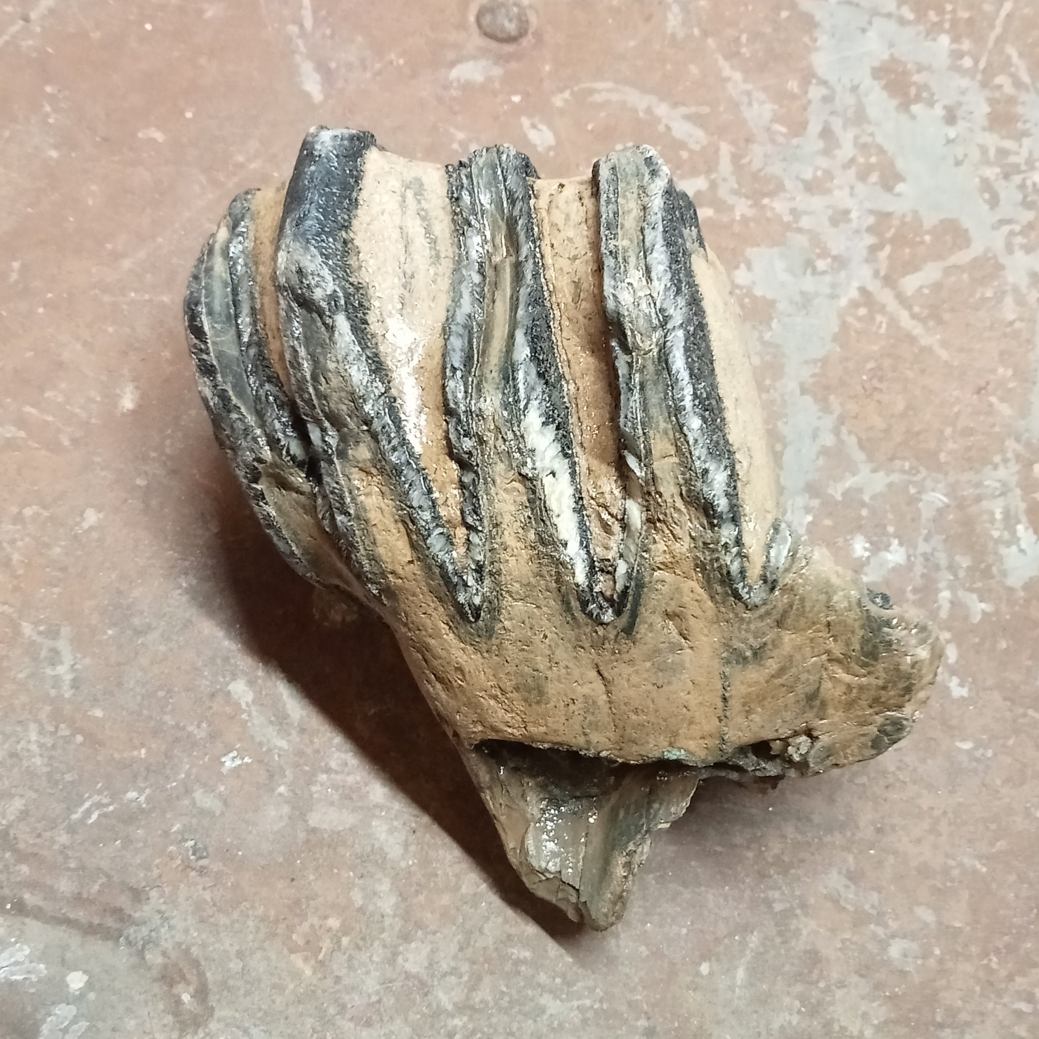 Mammuthus tooth - Lost archives store - product_name_for_sale - product_name_for_sale_australia - category_name