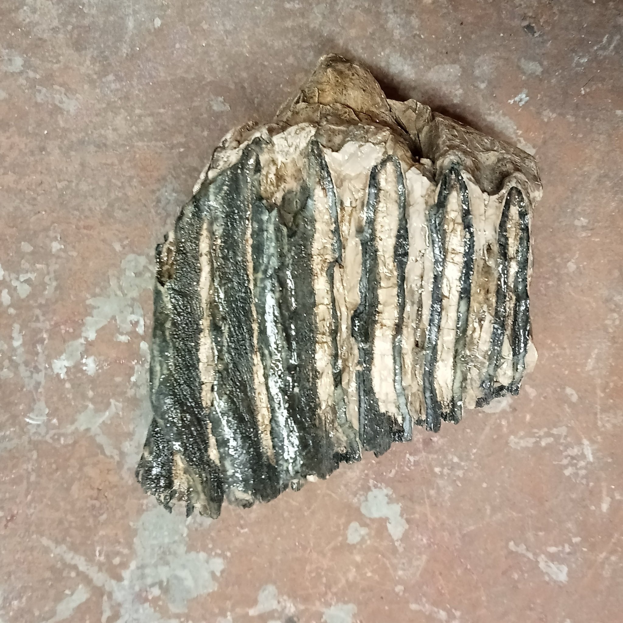 Mammuthus tooth - Lost archives store - product_name_for_sale - product_name_for_sale_australia - category_name