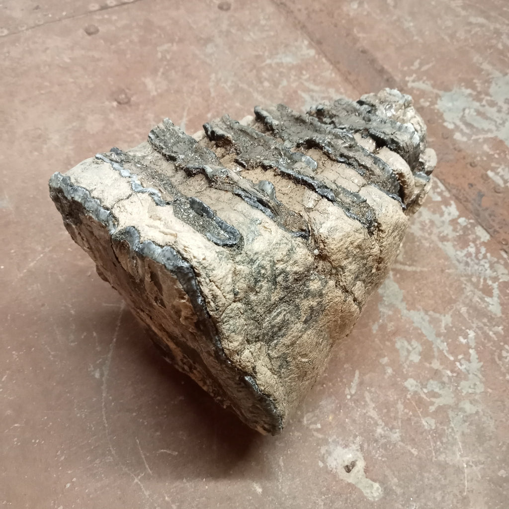 Mammuthus tooth - Lost archives store - product_name_for_sale - product_name_for_sale_australia - category_name