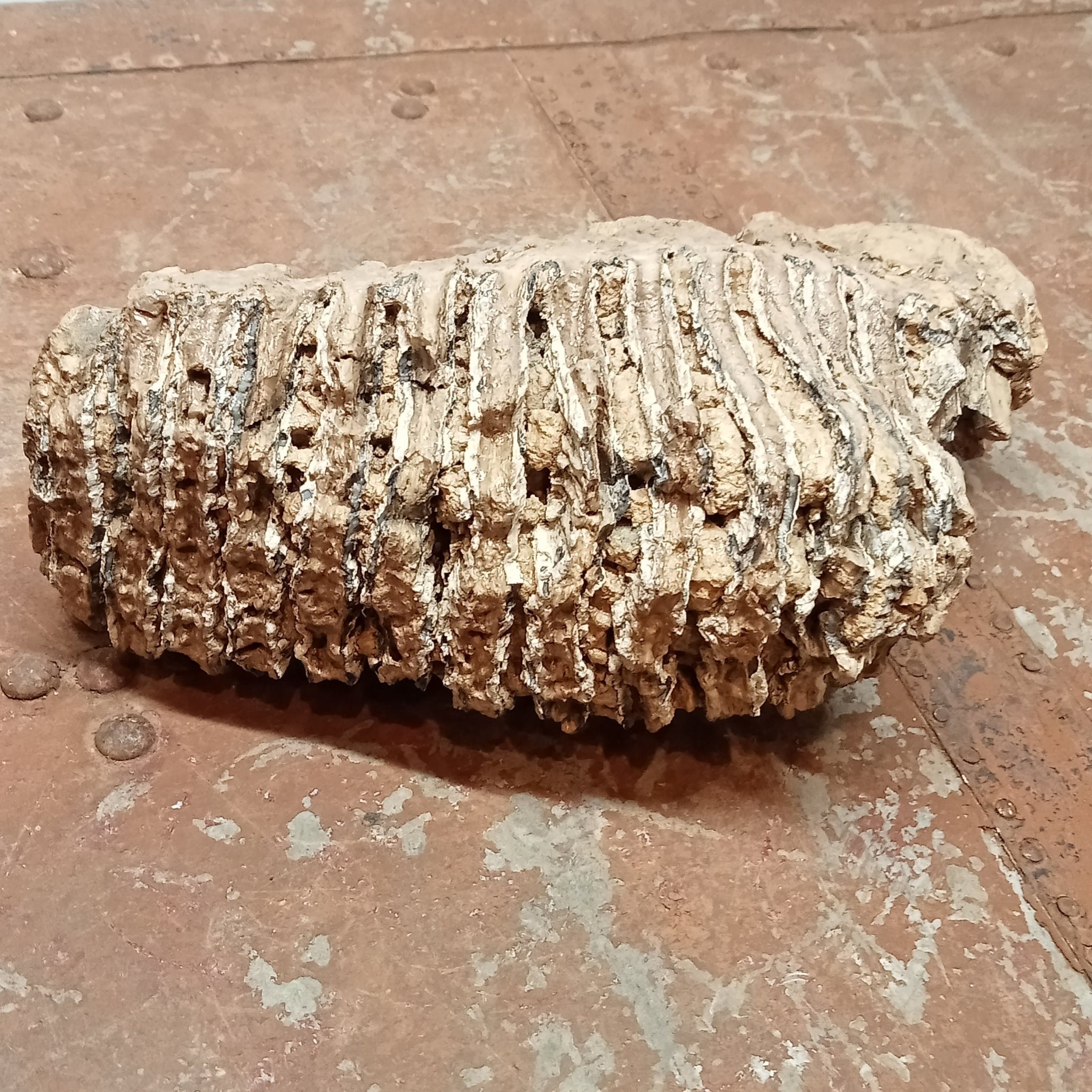 Mammuthus tooth - Lost archives store - product_name_for_sale - product_name_for_sale_australia - category_name