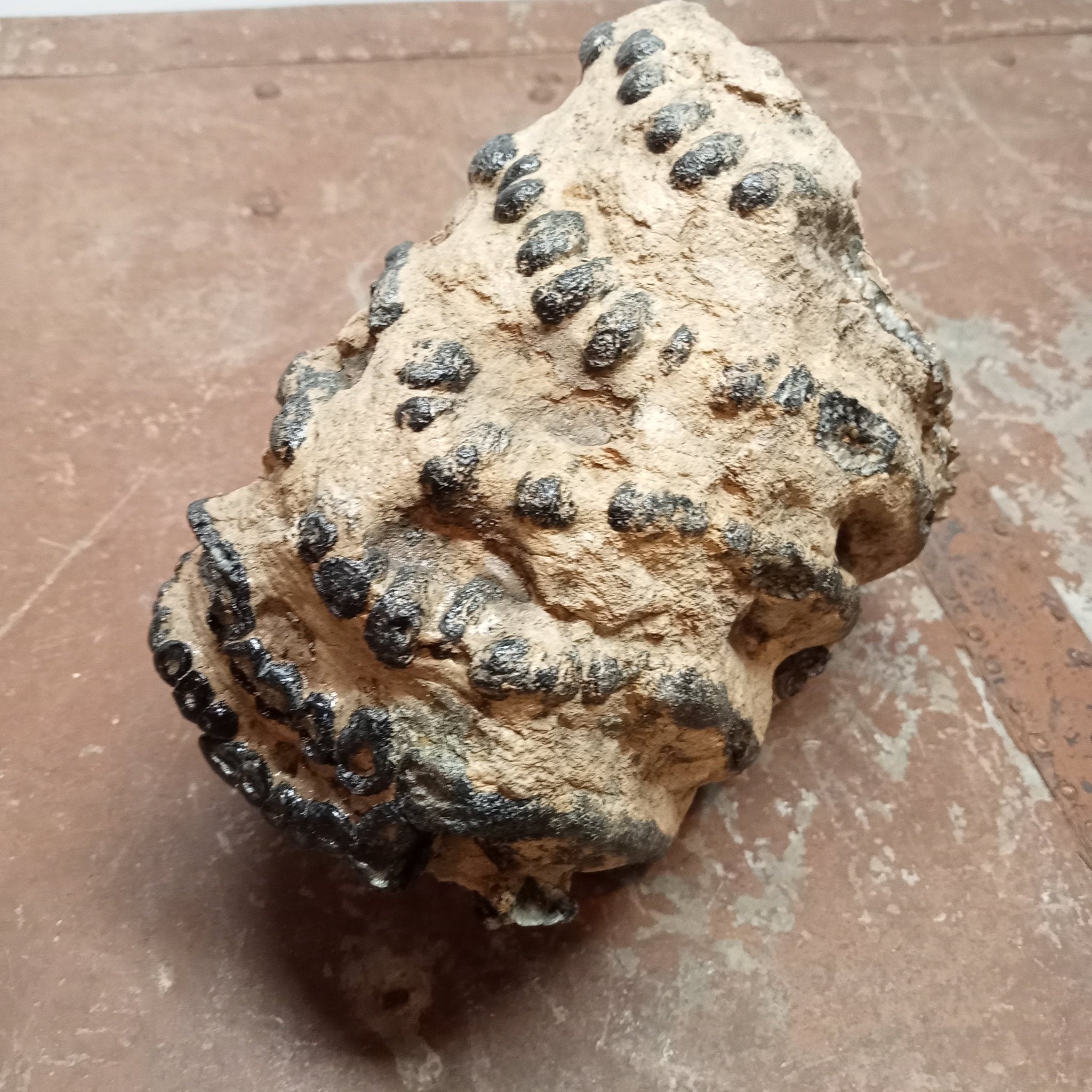 Mammuthus tooth - Lost archives store - product_name_for_sale - product_name_for_sale_australia - category_name