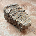Mammuthus tooth - Lost archives store - product_name_for_sale - product_name_for_sale_australia - category_name