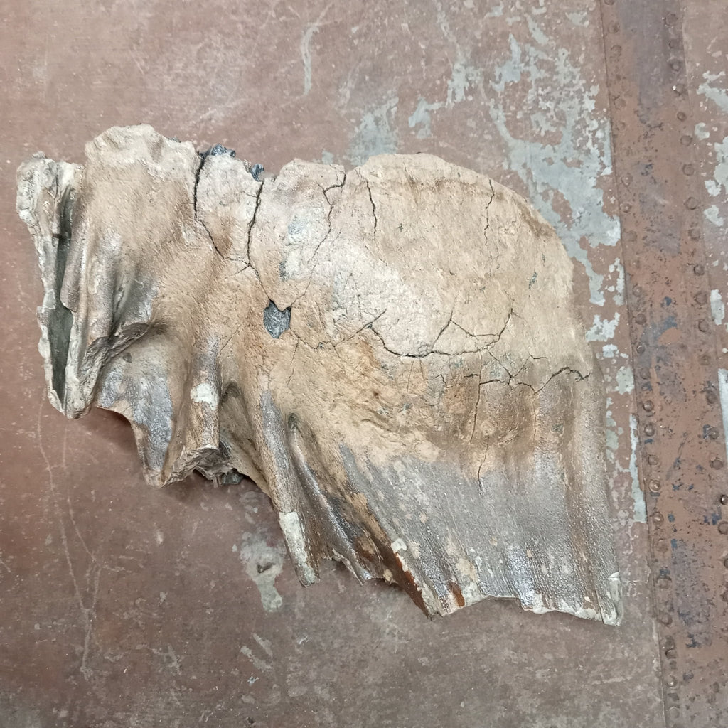 Mammuthus tooth - Lost archives store - product_name_for_sale - product_name_for_sale_australia - category_name