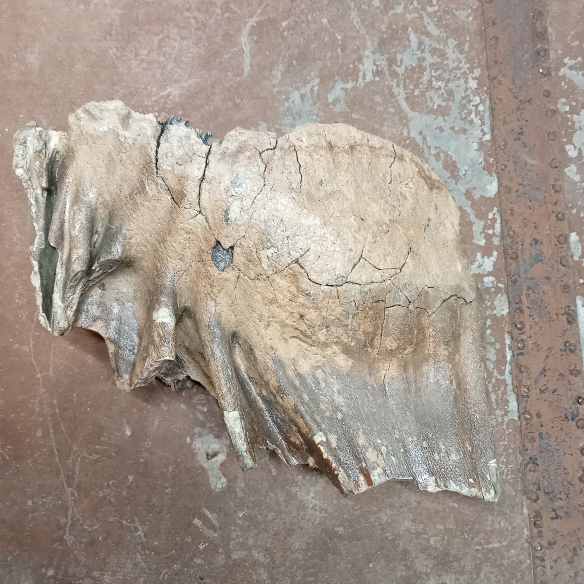 Mammuthus tooth - Lost archives store - product_name_for_sale - product_name_for_sale_australia - category_name