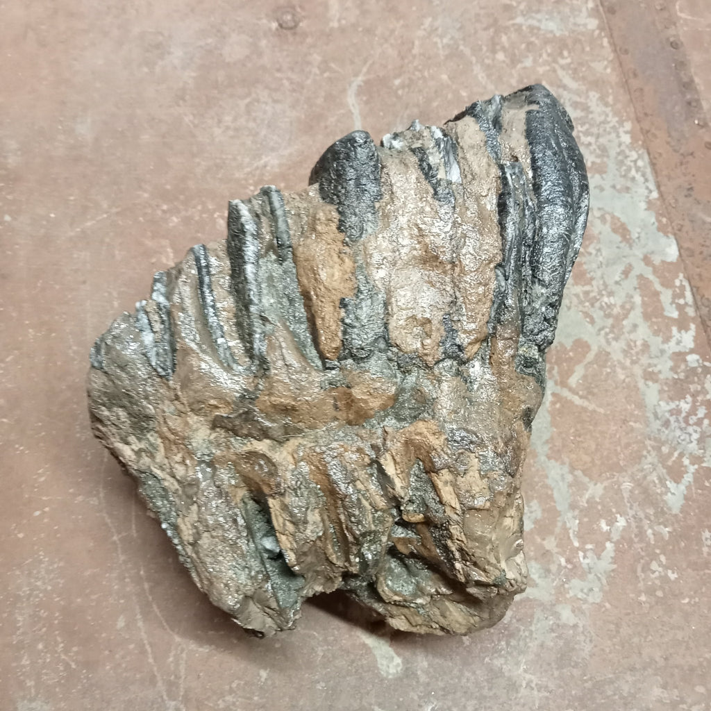 Mammuthus tooth - Lost archives store - product_name_for_sale - product_name_for_sale_australia - category_name