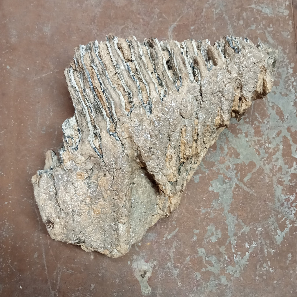 Mammuthus tooth - Lost archives store - product_name_for_sale - product_name_for_sale_australia - category_name