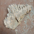 Mammuthus tooth - Lost archives store - product_name_for_sale - product_name_for_sale_australia - category_name