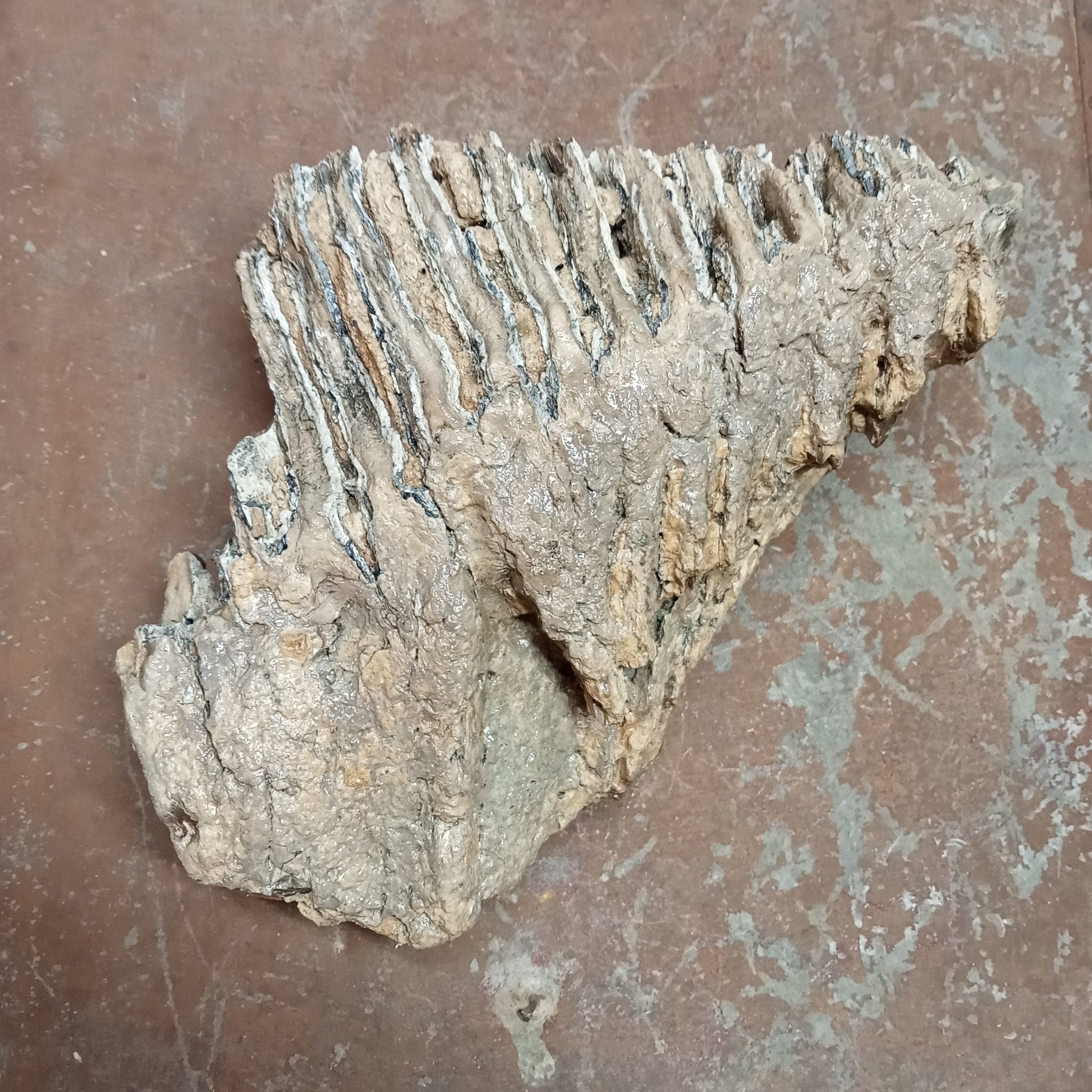 Mammuthus tooth - Lost archives store - product_name_for_sale - product_name_for_sale_australia - category_name