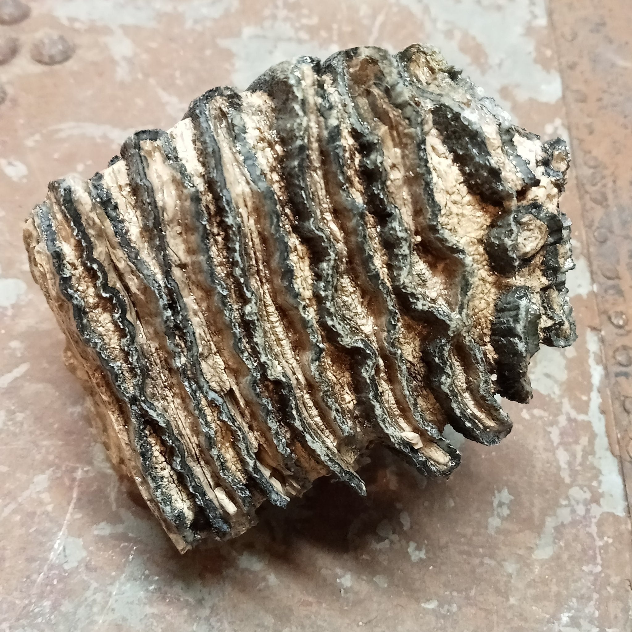 Mammuthus tooth - Lost archives store - product_name_for_sale - product_name_for_sale_australia - category_name