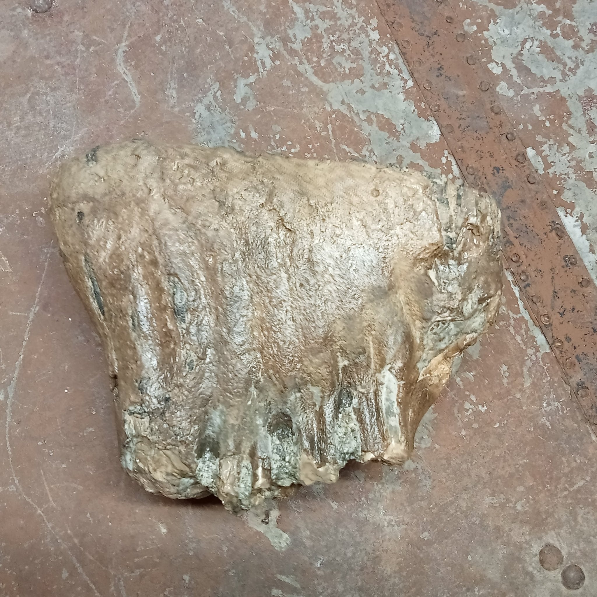 Mammuthus tooth - Lost archives store - product_name_for_sale - product_name_for_sale_australia - category_name