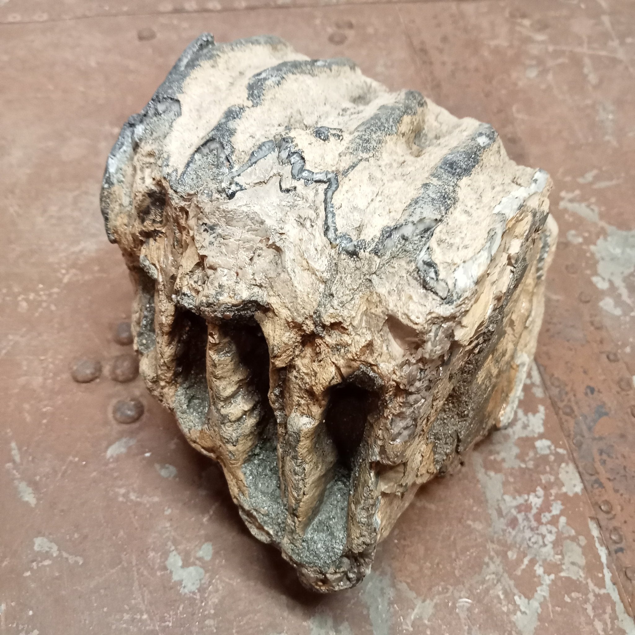 Mammuthus tooth - Lost archives store - product_name_for_sale - product_name_for_sale_australia - category_name