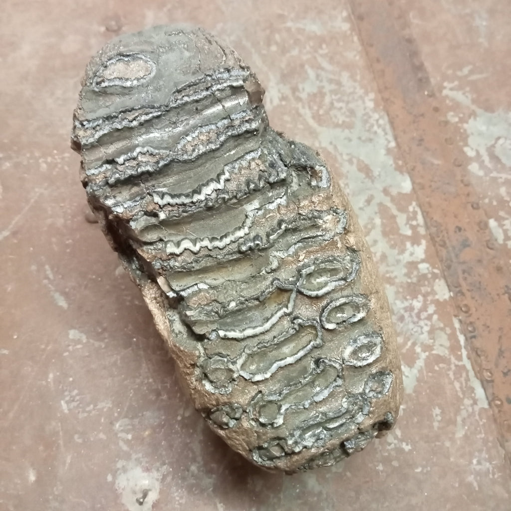 Mammuthus tooth - Lost archives store - product_name_for_sale - product_name_for_sale_australia - category_name