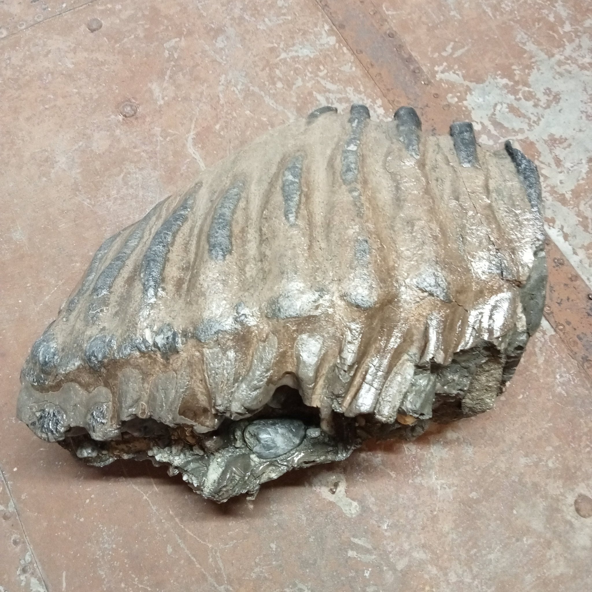 Mammuthus tooth - Lost archives store - product_name_for_sale - product_name_for_sale_australia - category_name