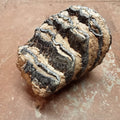 Mammuthus tooth - Lost archives store - product_name_for_sale - product_name_for_sale_australia - category_name