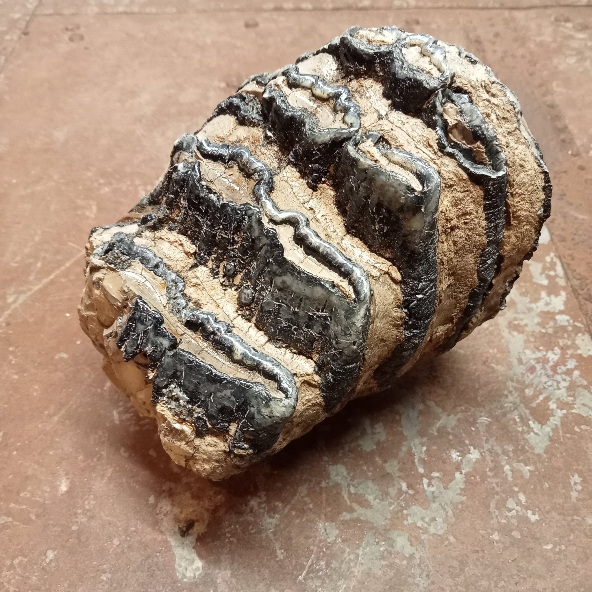 Mammuthus tooth - Lost archives store - product_name_for_sale - product_name_for_sale_australia - category_name